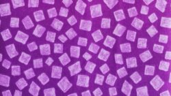 Carrés violet 2649